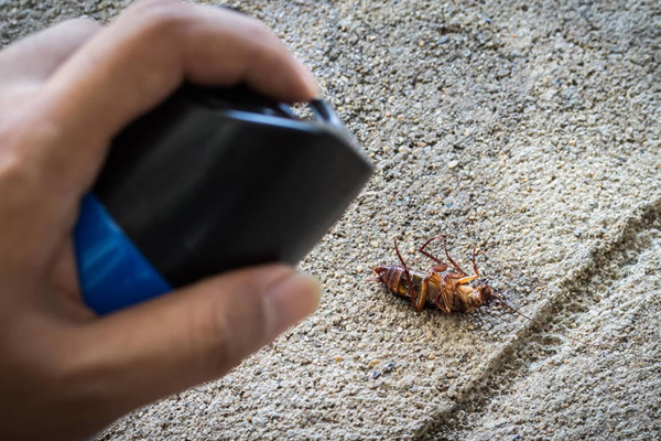 a cockroach is been killed with spray